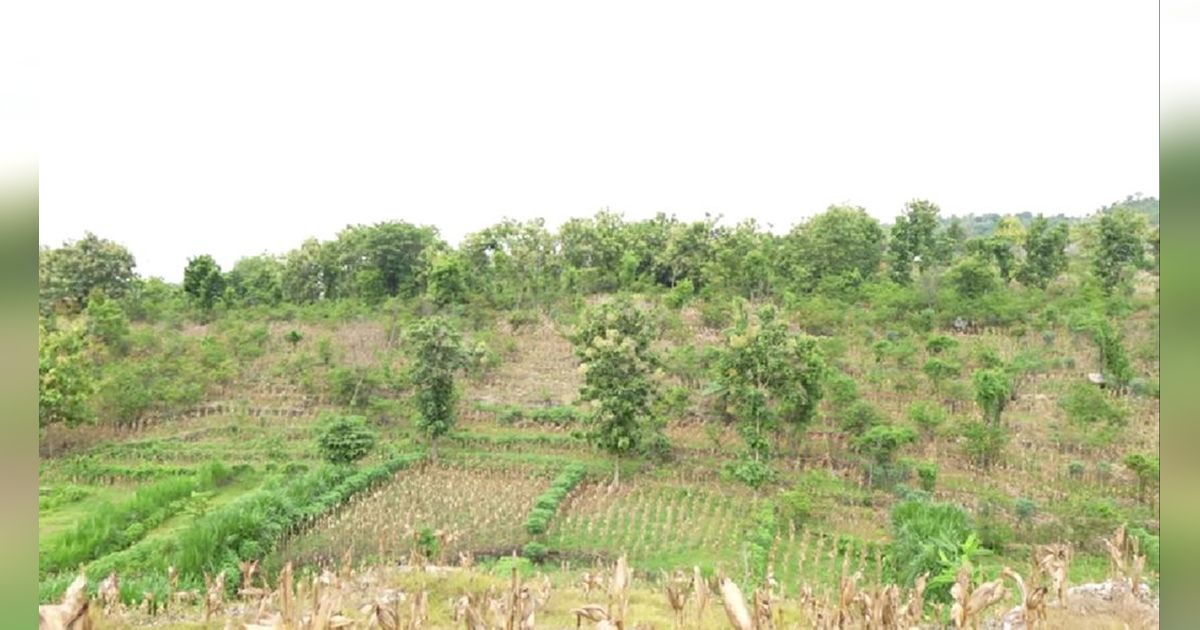 Potret Kampung Terpencil di Tuban, Dulu Tak Ada Listrik dan hanya Bisa Diakses dari Daerah Lain