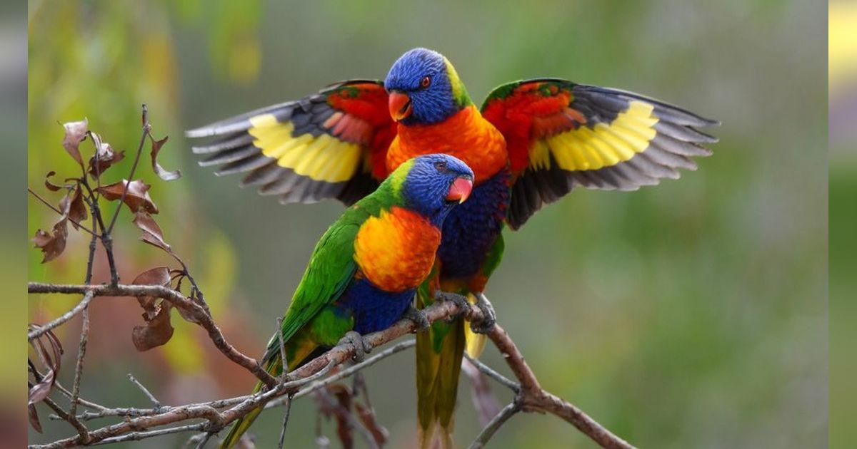 Daftar Burung dengan Warna Tubuh Paling Cantik di Dunia