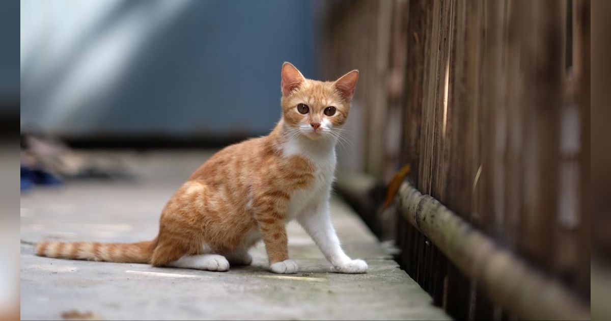 Penyebab Kucing Demam dan Cara Mengatasinya, Perlu Diketahui