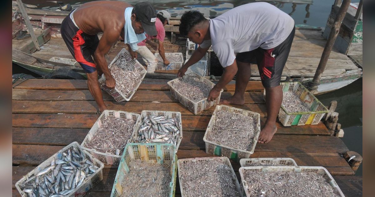 FOTO: Konsumsi Ikan Sarden hingga Teri Cegah 750 Ribu Kematian pada 2050