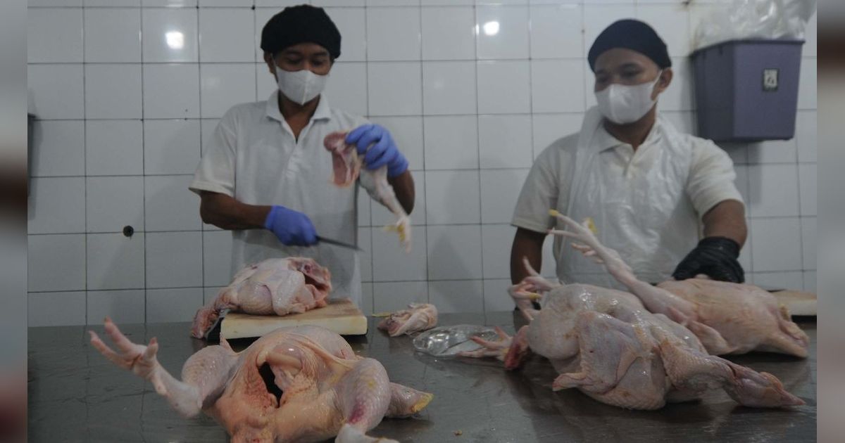 FOTO: Kunjungi Rumah Ayam Potong, Mendag Zulhas: 