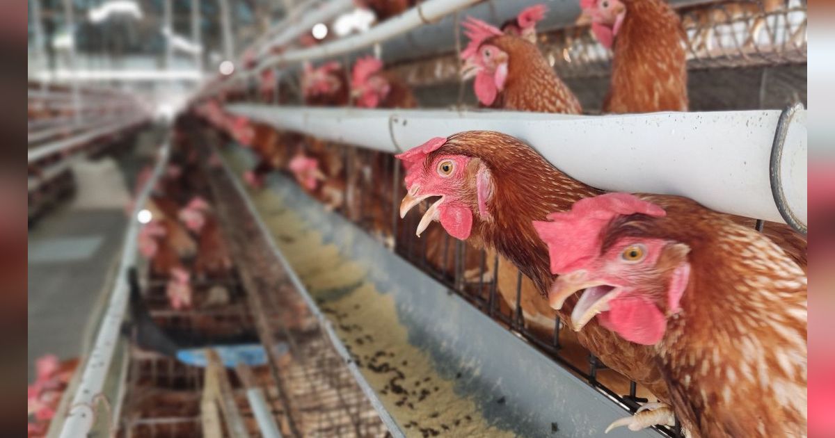 Bukan Cuma Makanan Minuman, Rumah Potong Hewan Wajib Punya Sertifikat Halal Oktober 2024