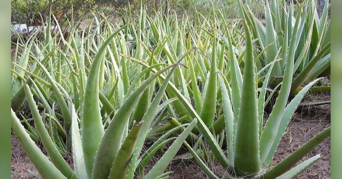 Ini Jenis-jenis Lidah Buaya atau Aloe Vera dan Masing-masing Manfaatnya