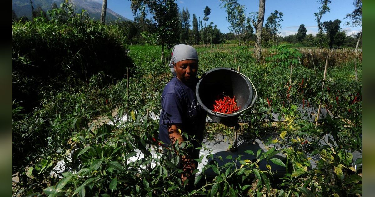 FOTO: Harga Cabai Merah Turun Rp 30 Ribu Seiring Panen Melimpah di Boyolali