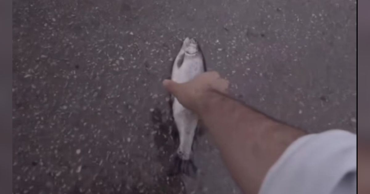 Heboh Video Fenomena 'Hujan Ikan': Berjatuhan dari Langit, Menggelepar di Jalan Raya