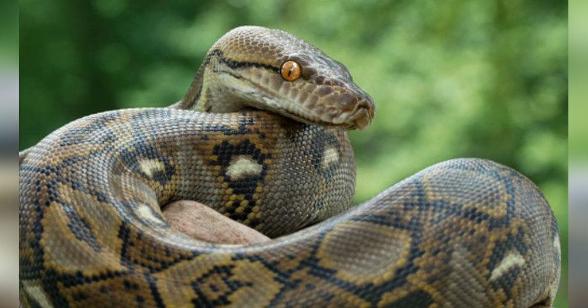 Penampakan Ular Piton 7 Meter Makan Sapi di Polewali Mandar, Ditelan Bulat-Bulat