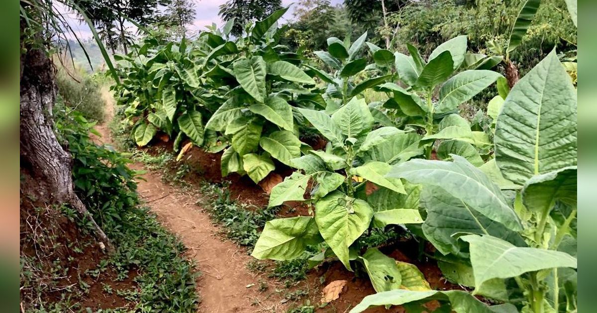 Tangguh Hadapi Ancaman Anomali Cuaca hingga Penyakit, Begini Cara BRIN Dorong Percepatan Produksi Tembakau di Indonesia