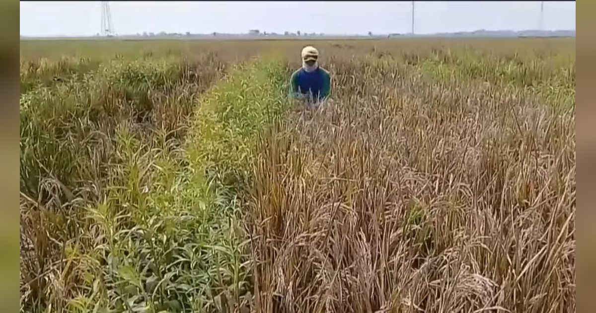Pilu Petani di Subang Dapati 200 Hektare Sawahnya Mati Mengering, Ternyata Hama Ini Penyebabnya