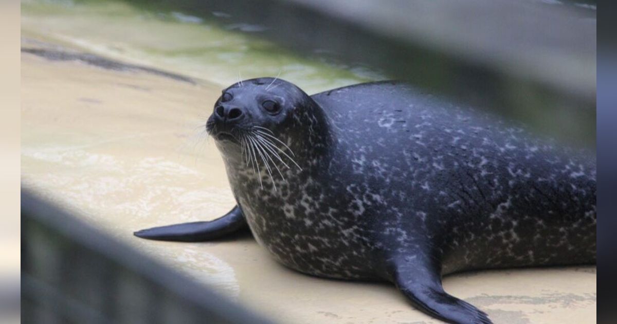 Kenapa Anjing Laut dan Singa Laut Tidak Dapat Hidup Selamanya di Dalam Air?