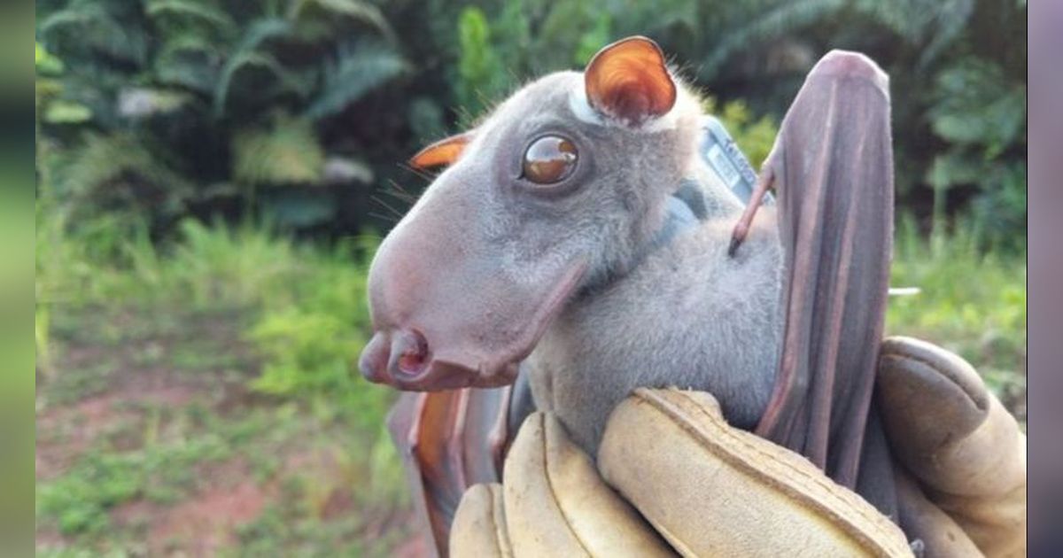 Berkenalan dengan Kelelawar Raksasa Afrika yang Memiliki Kepala Mirip Palu