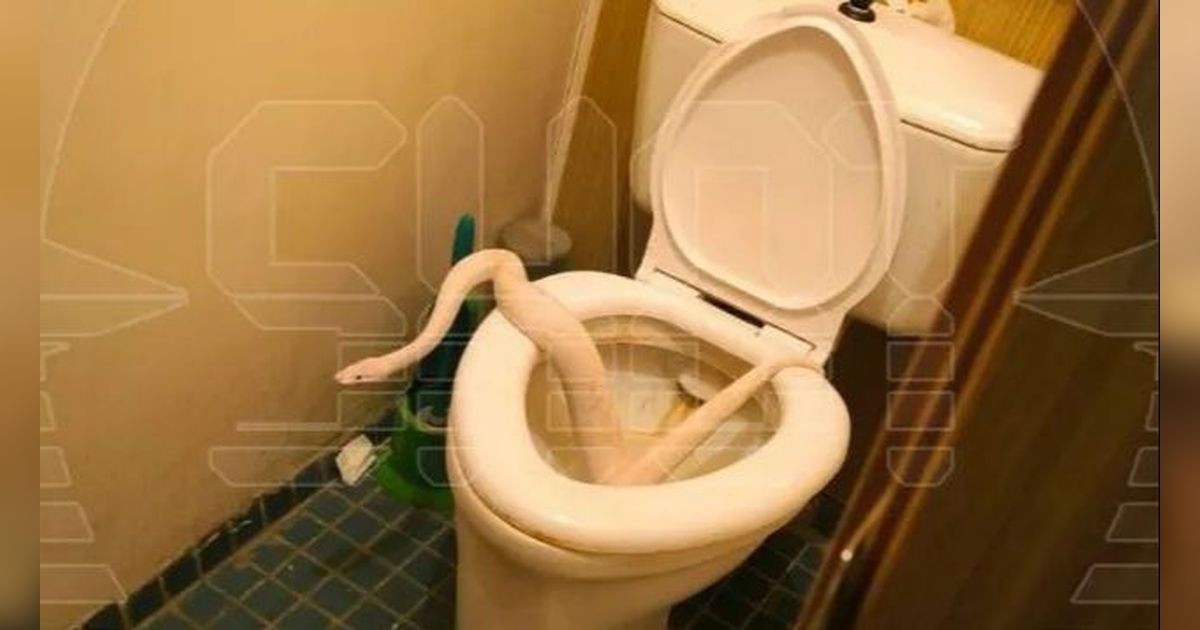 Nyaris Serangan Jantung, Wanita Baru Bangun Tidur Histeris Melihat Peliharaan Mengerikan Tetangga Keluar dari Toilet