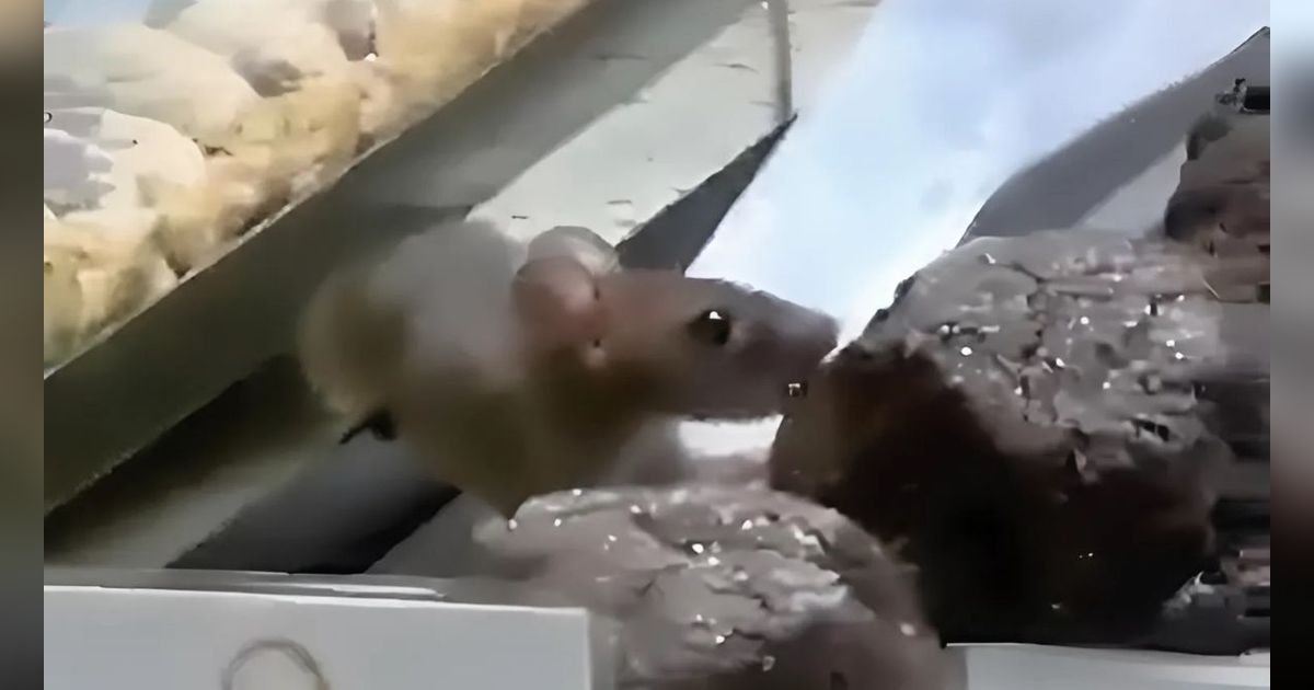 Viral Tikus Asyik Makan Donat di Etalase Toko Kue di PIK, Manajemen Syok Pilih Tutup Sementara