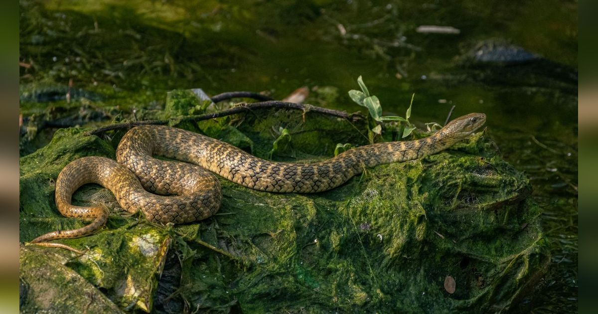 Bikin Geger Warga! Ular Piton di Sulawesi Menelan Manusia, Begini Penjelasan Ahli