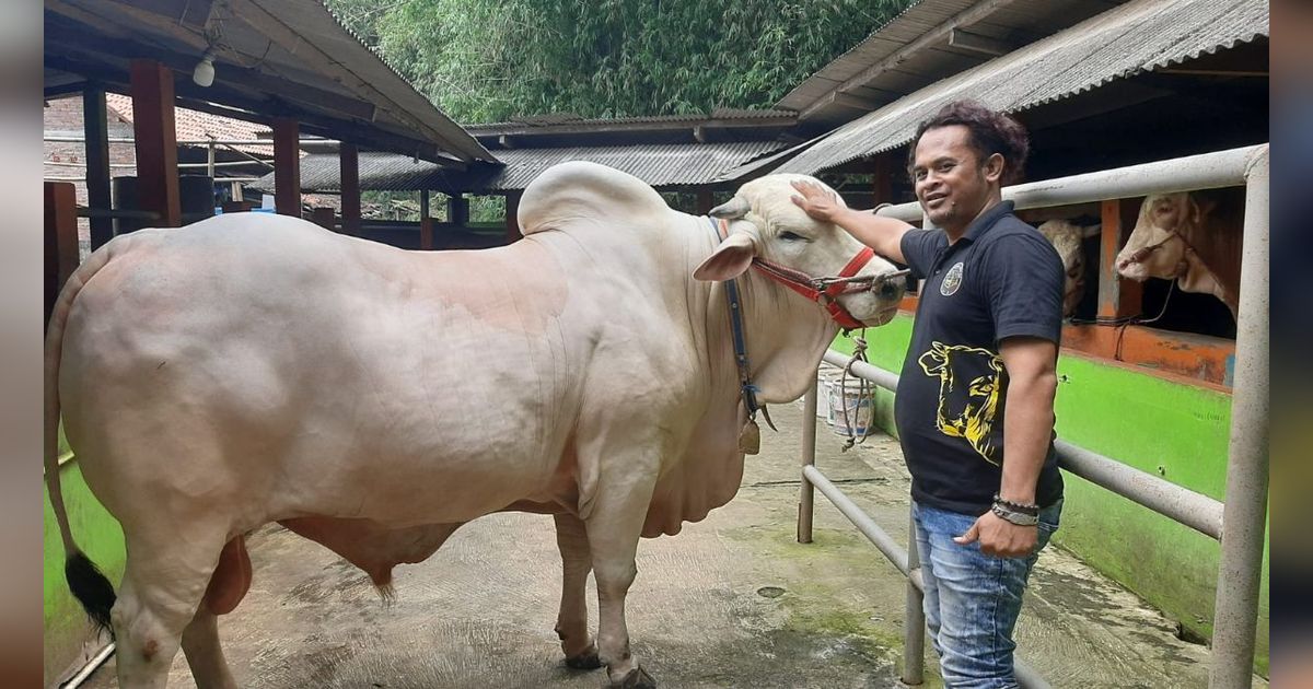 Satrio Utomo, Sapi Satu Ton Milik Aipda Zuli 'Dipinang' Jokowi Jadi Hewan Kurban di DIY