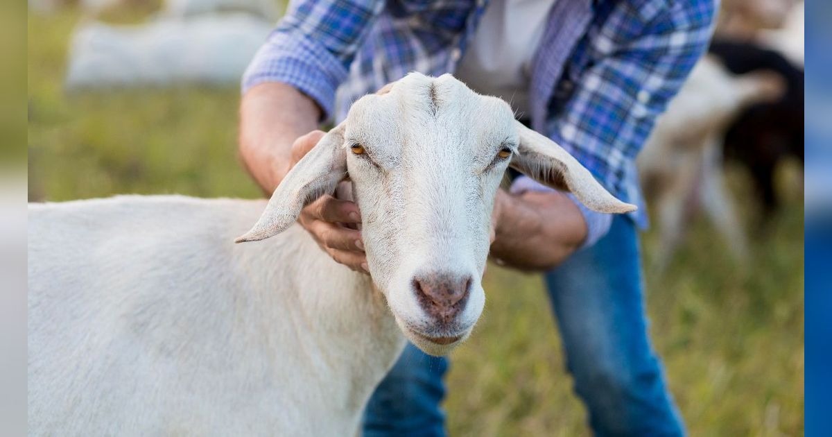 5 Larangan saat Berkurban yang Wajib Diketahui Umat Islam agar Ibadahnya Diterima Allah SWT, Salah Satunya Menjual Daging Kurban