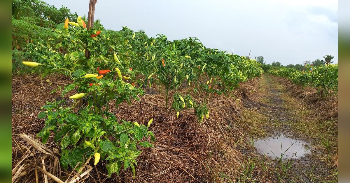 Pakai Sistem Mulsa Organik, Petani Cabai di Pesisir Timur Jambi Ungkap Keuntungannya