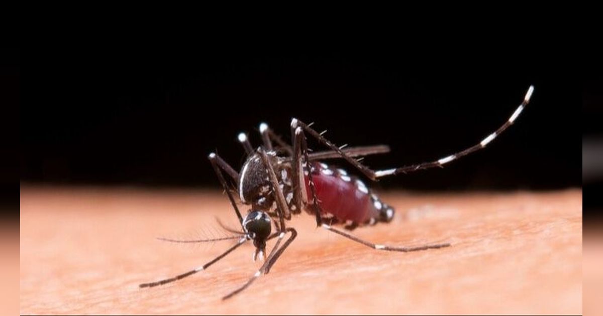 Ketahui Perbedaan antara Nyamuk Aedes Aegypti dan Aedes Albopictus yang Jadi Penyebab DBD