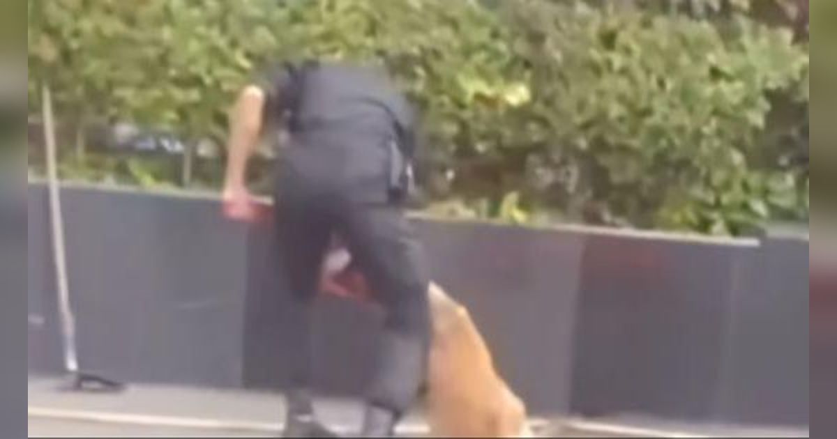 Tabiat Asli Satpam Plaza Indonesia Pukul Anjing Hingga Di-PHK Diungkap Teman Kerja, Ternyata Tidak Seperti yang Diduga