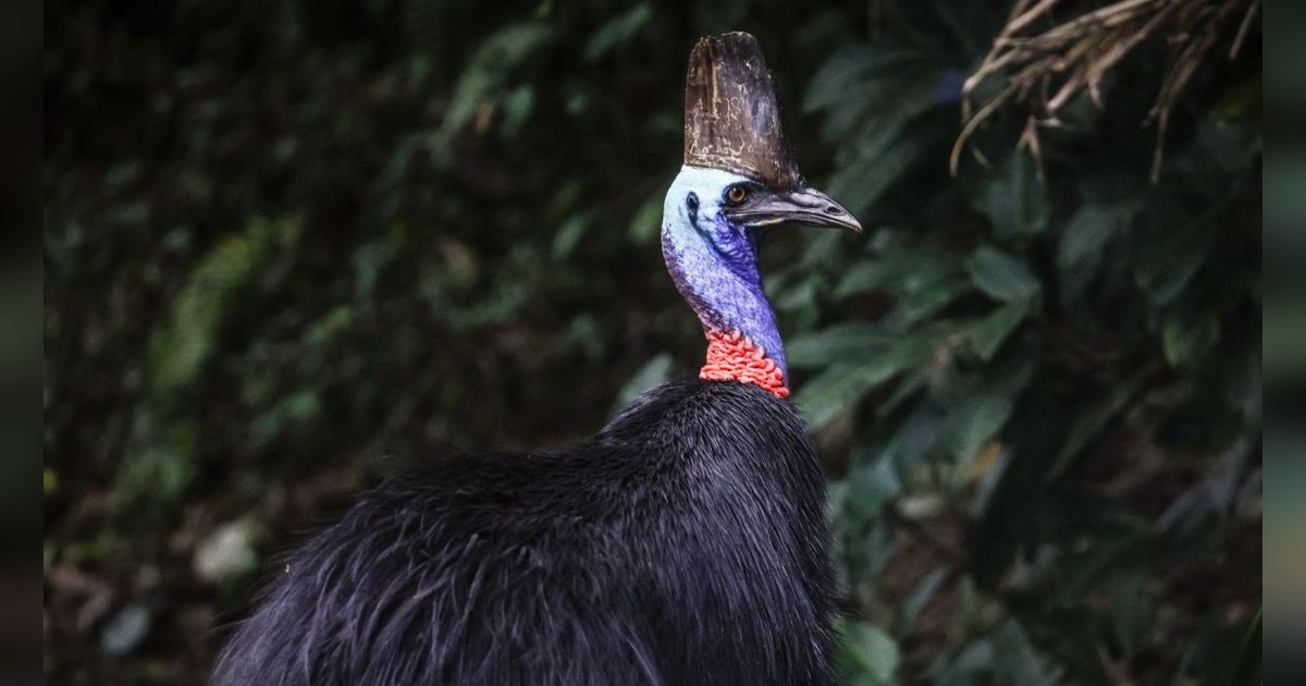 FOTO: Cantiknya Kasuari, Burung Purba Endemik Papua dan Australia yang Terancam Punah