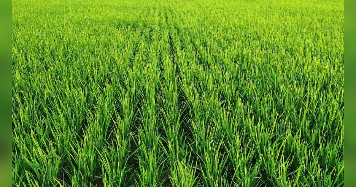 5 Fakta Sawah di Kota Malang Berkurang Drastis Bikin Kelimpungan, Tak Bisa Penuhi Kebutuhan Konsumsi Beras Warganya