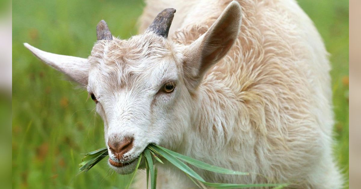 Daftar Harga Kurban Online Saat Tak Terburu Pesan di Tukang Kambing atau Sapi