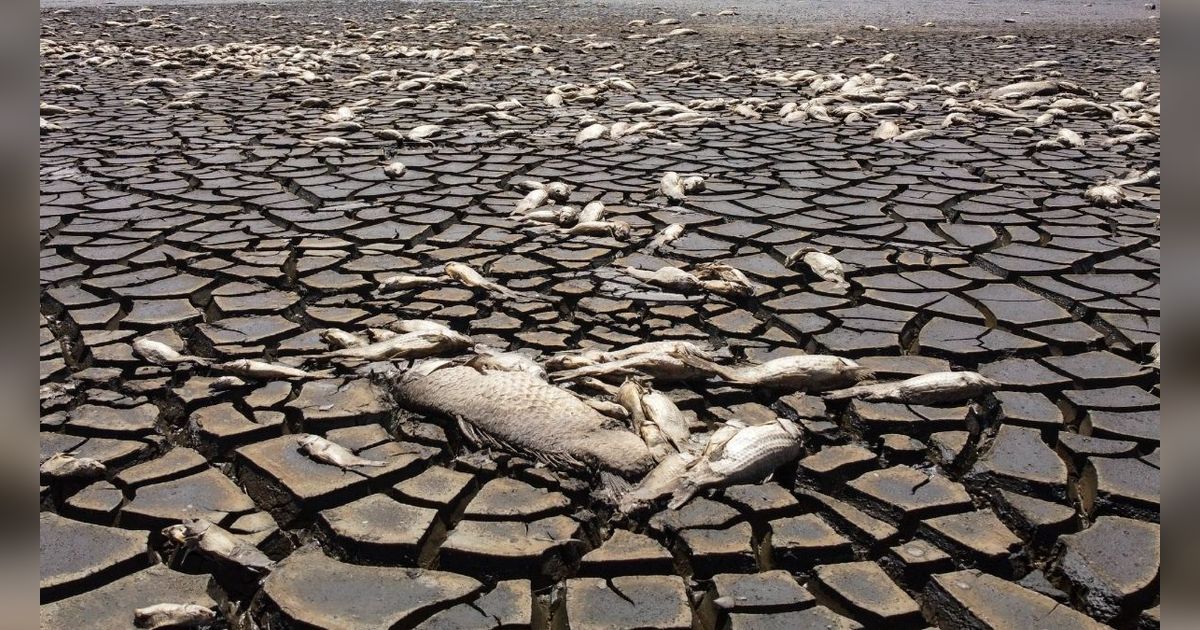 FOTO: Potret Kemarau Ekstrem Landa Meksiko: Danau Mengering, Ribuan Ikan Mati