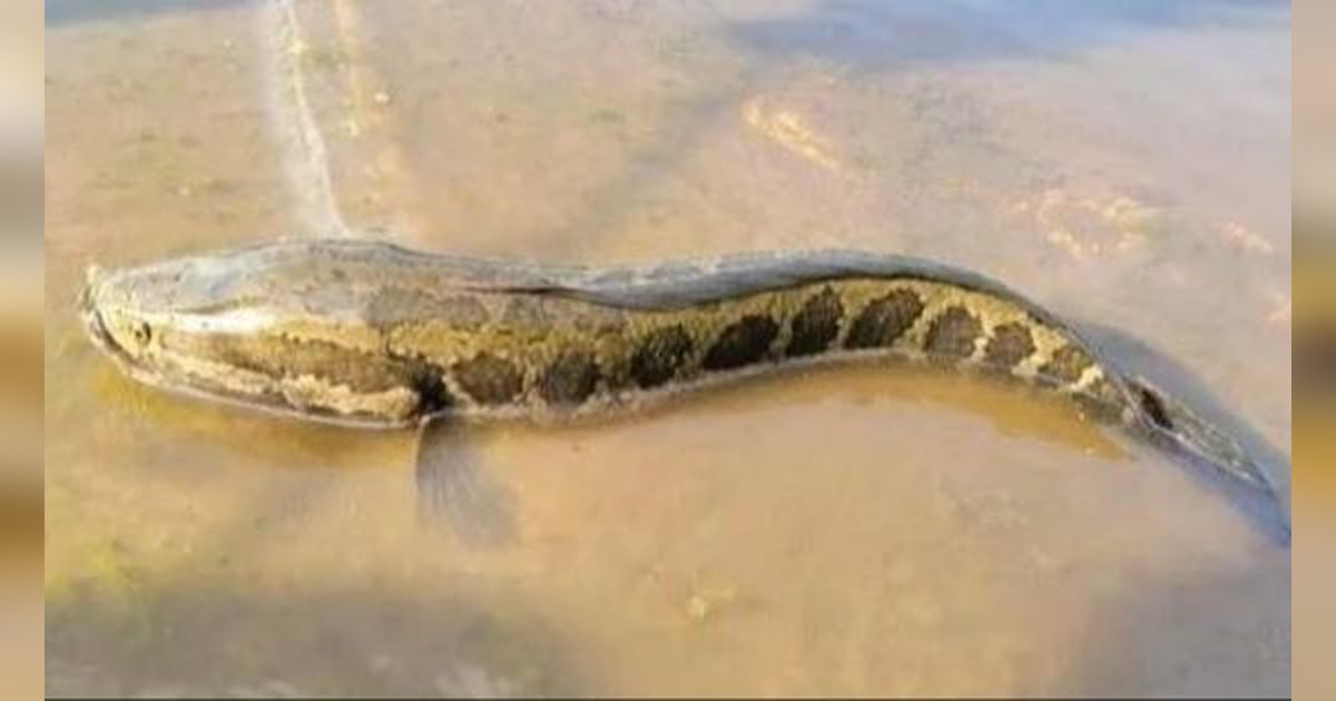 Nelayan Mancing Dapat Ikan Aneh, Kepalanya Mirip Ular dan Corak Tubuhnya seperti Piton