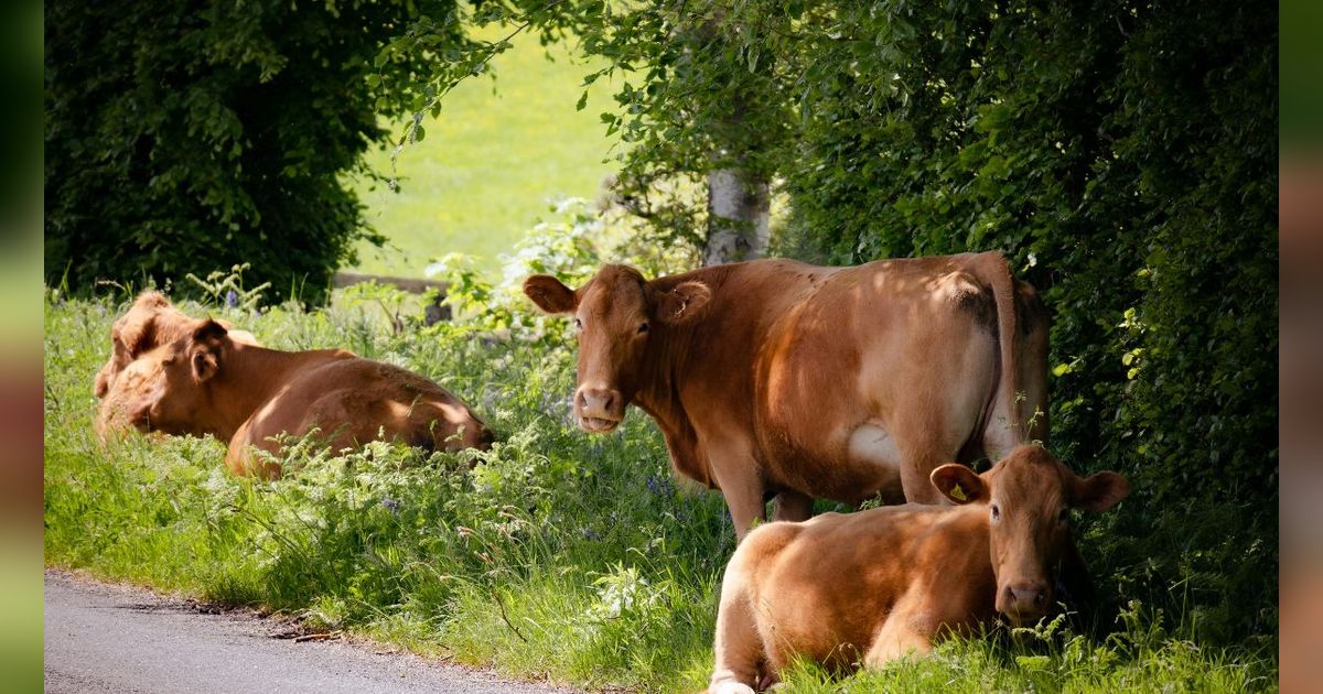 Umur Sapi yang Sah untuk Kurban Menurut Islam dan Syarat-Syarat Hewan Kurban