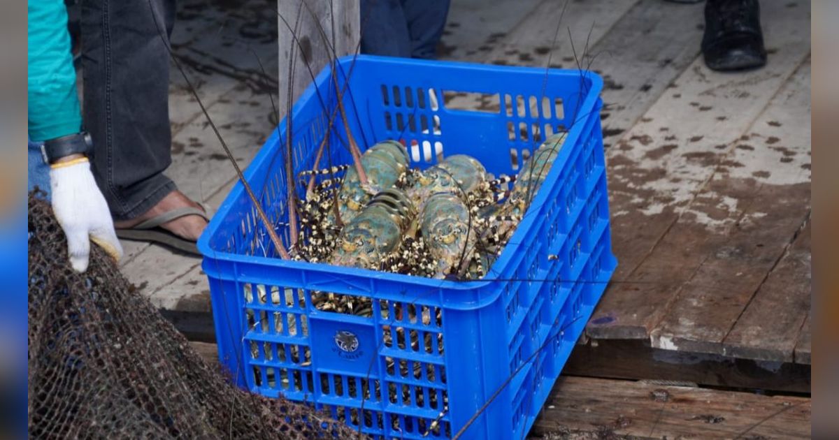 Ingin Suplai Lobster ke Pasar Global, KKP Bakal Terbitkan Sertifikasi Budi Daya Ikan yang Baik