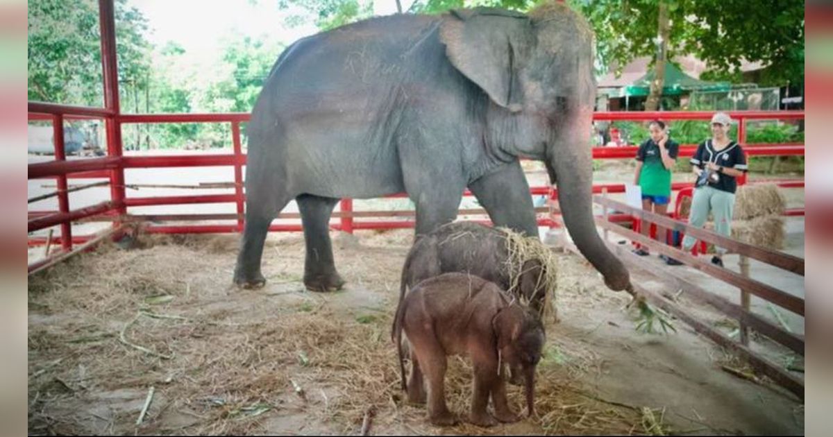 Peristiwa Langka dan Ajaib, Gajah Terancam Punah di Thailand Lahirkan Sepasang Bayi Kembar