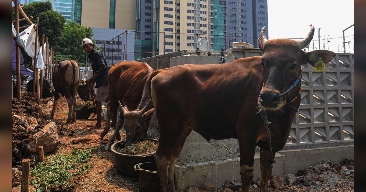 Cara Memilih Hewan Kurban yang Baik Sesuai Syariat Islam