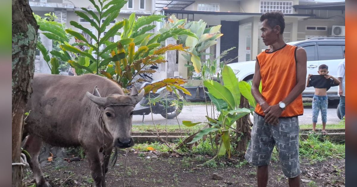 Kisah Wahidun, Buruh Bangunan Nabung Rp55 Ribu Setiap Pekan untuk Berkurban Sapi