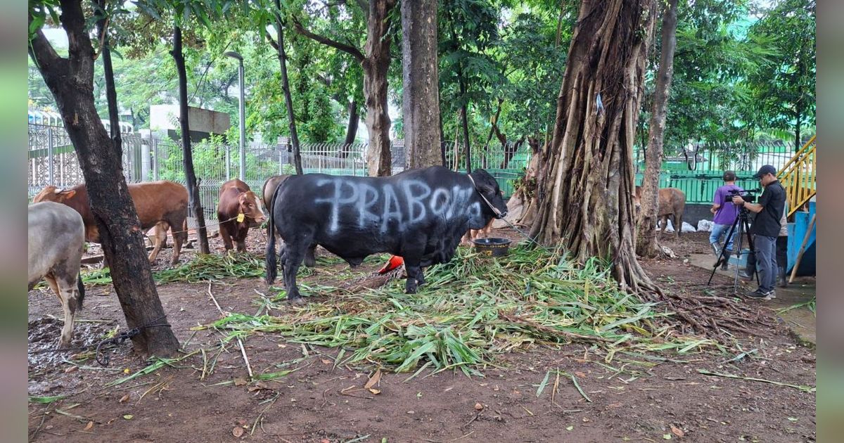 Prabowo Potong 38 Sapi Kurban di Hambalang