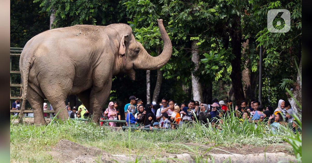 Taman Margasatwa Ragunan Tetap Beri Pelayanan Hari Raya IdulAdha, Buka dari Jam 09.00-16.00 WIB