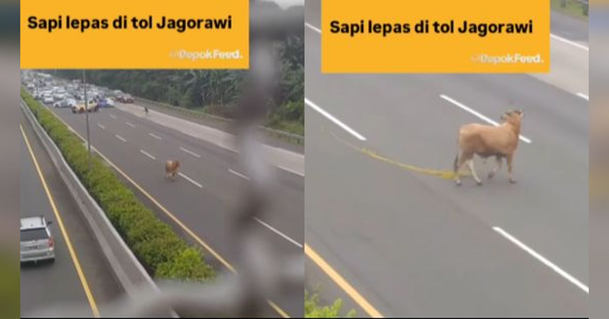 Momen Sapi Kabur di Tengah Jalan Tol Jagorawi, Bikin Banyak Mobil Antre