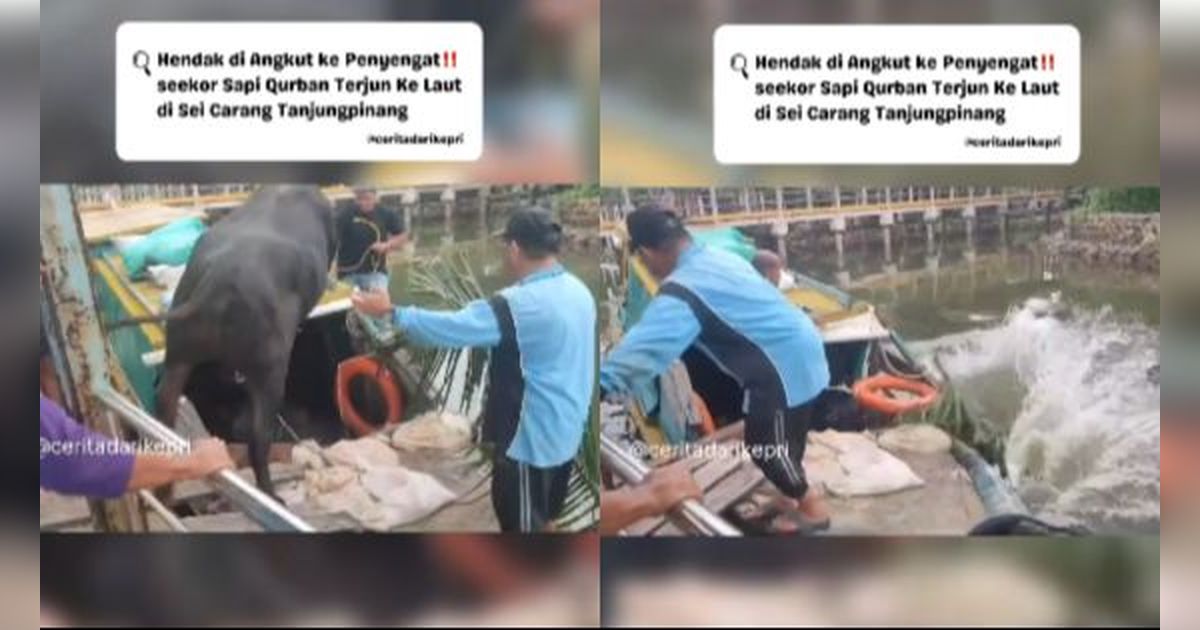 Mau Diangkut Pakai Perahu, Sapi di Tanjungpinang Malah Lompat ke Laut