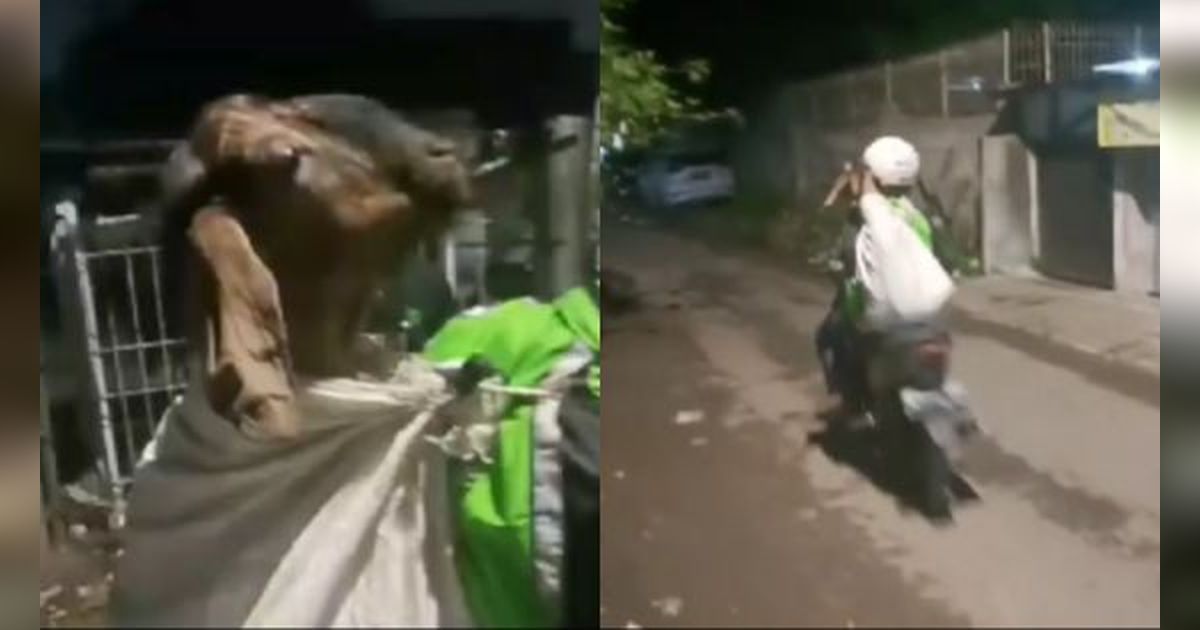 Serba-serbi Iduladha, Kambing Jadi Penumpang Ojol!