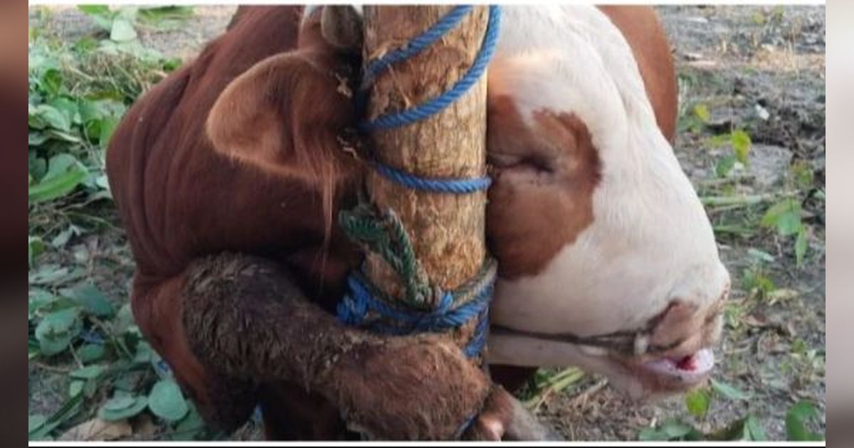 Viral Sapi Kurban di Salah Satu Masjid di Gunungkidul Mati karena Terjerat Tali, Begini Akhirnya