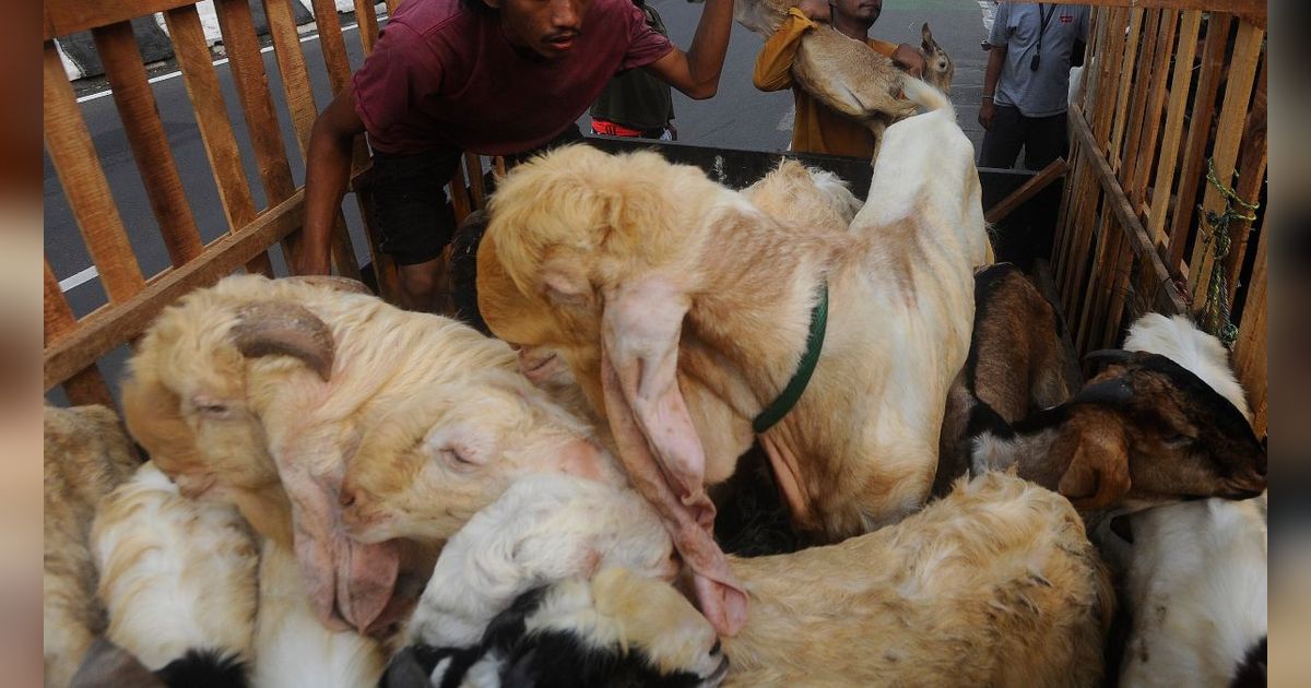 Momen 'Iduladha Core' di Jabar, Sapi Masuk Parit sampai Domba Kabur ke Atap Rumah