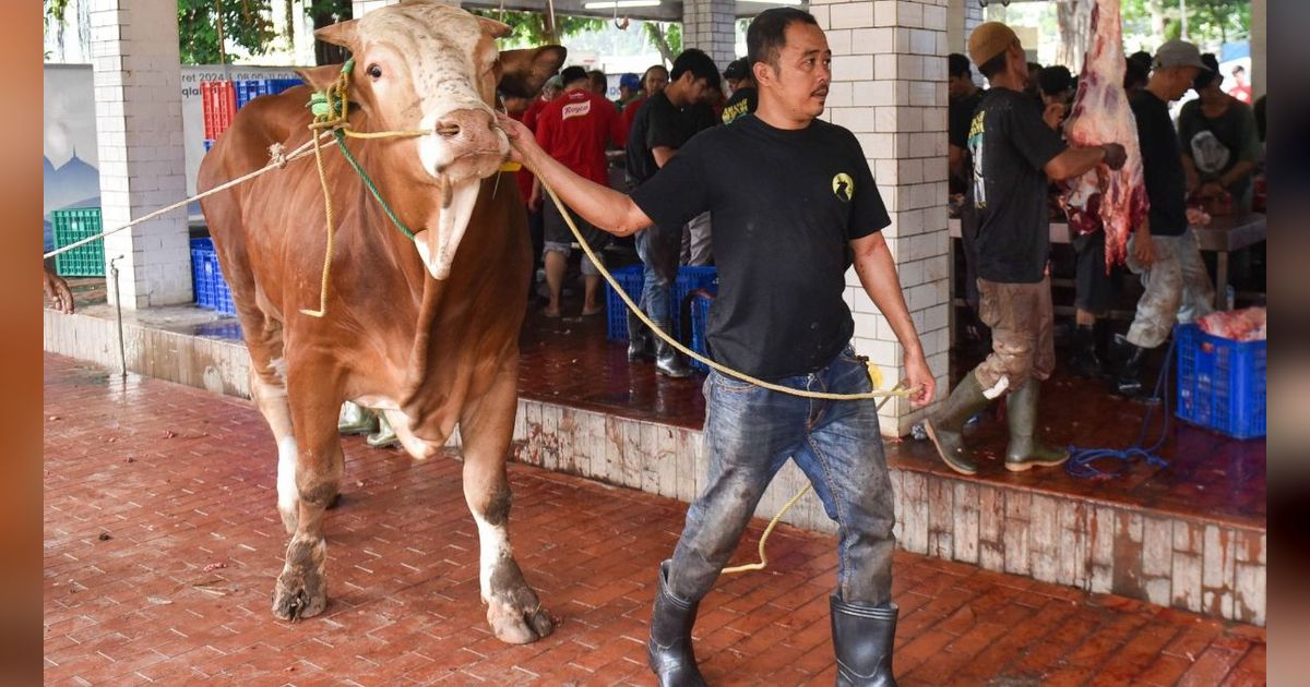 FOTO: Masjid Istiqlal Mulai Sembelih 72 Ekor Hewan Kurban, Ada Sapi Jokowi, Prabowo, Gibran hingga Megawati