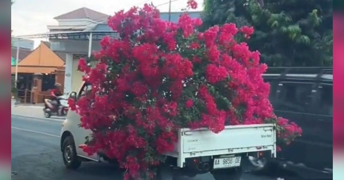 Lihat Pohon Bunga Cantik di Pinggir Jalan, Emak-emak Ini Cabut dan Bawa Pulang ke Rumah