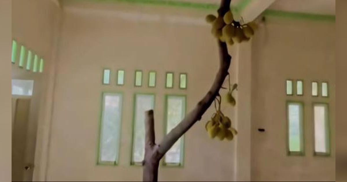 Viral The Real Rumah Pohon, Nangka Lengkap dengan Buahnya Tumbuh di Ruang Tamu Sampai Tembus Plafon Lantai Dua