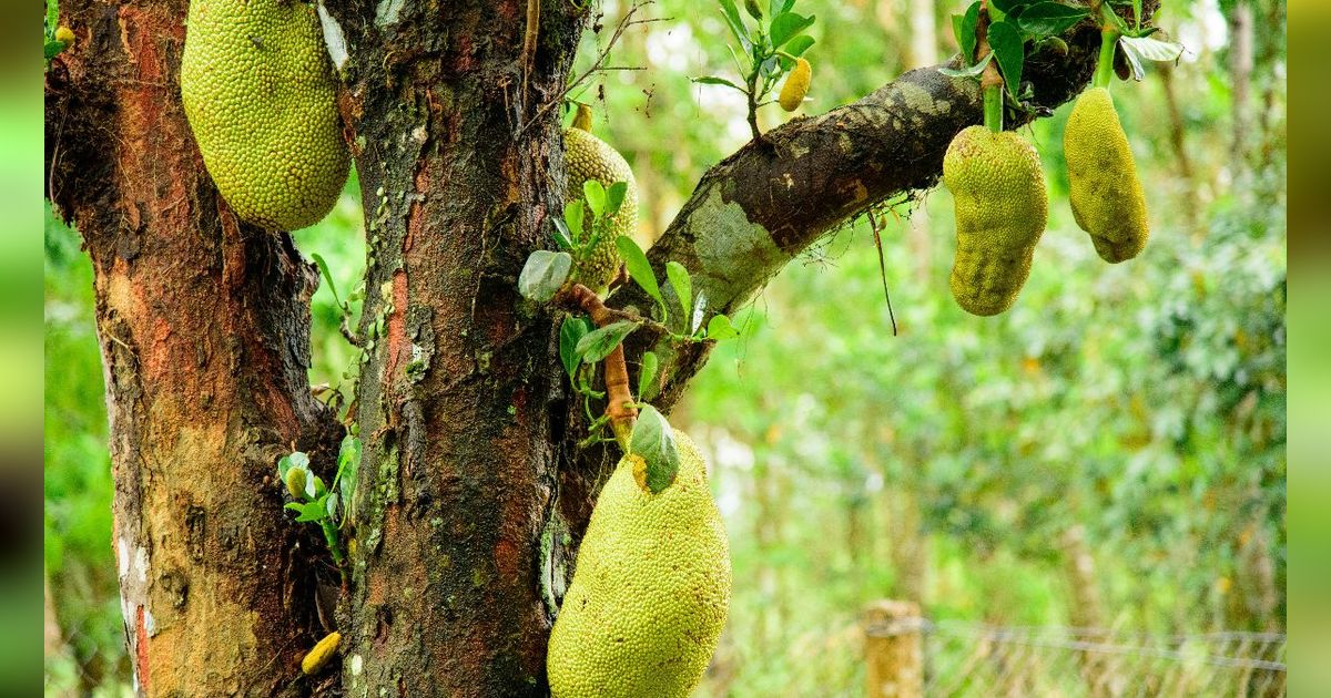 Apakah Buah Nangka Aman Bagi yang Punya Kolesterol Tinggi? Simak Penjelasannya