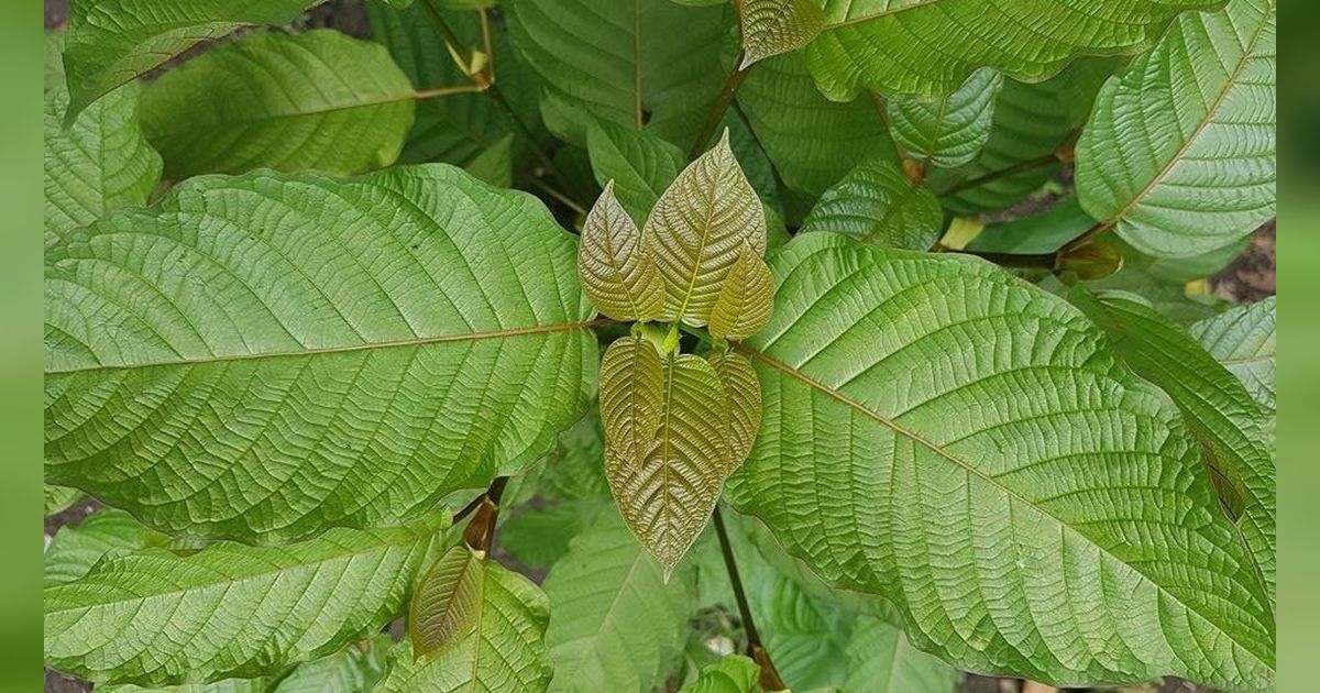 Jokowi Minta Kemendag Atur Perdagangan Tanaman Kratom