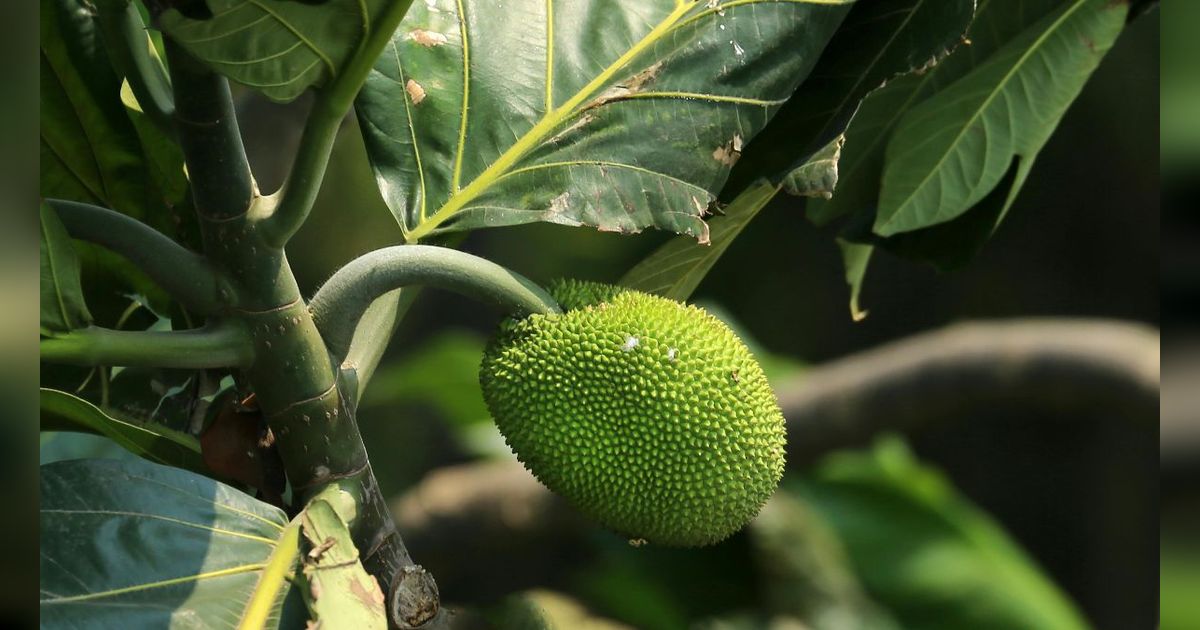 6 Manfaat Buah Sukun untuk Ginjal, Bantu Cegah Peradangan