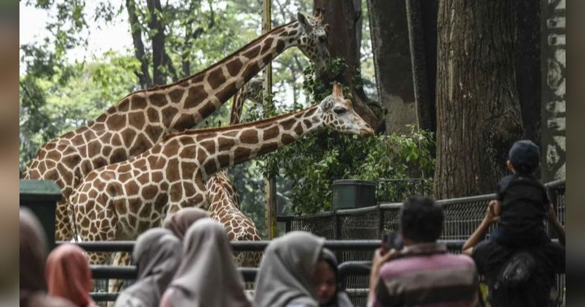 Catat! Kendaraan Tanpa STNK Dilarang Masuk ke Taman Margasatwa Ragunan