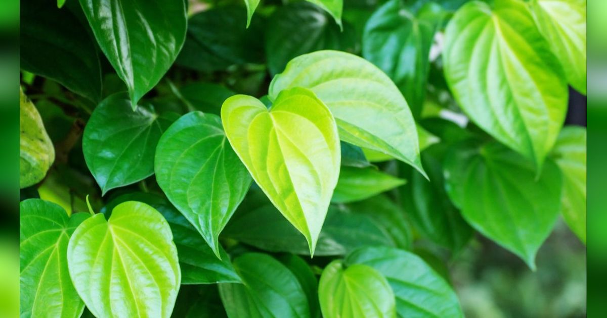 35 Manfaat Daun Sirih untuk Kesehatan, Mulai dari Atasi Sakit Gigi Hingga Jaga Kesehatan Jantung