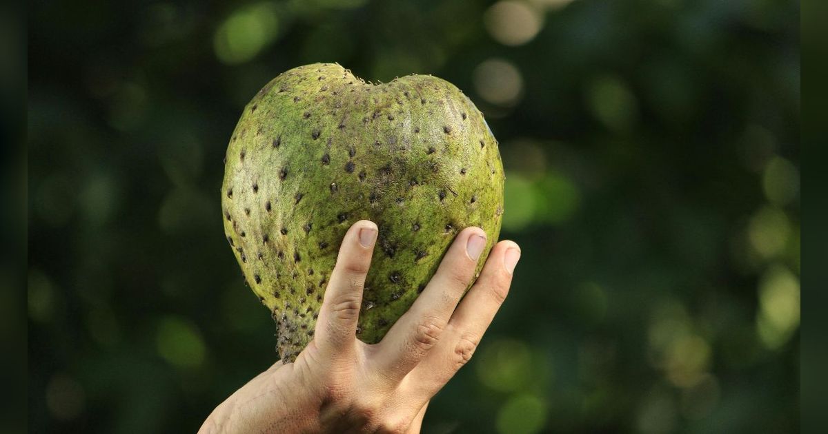 10 Manfaat Daun Sirsak untuk Kesehatan, Mulai Menjaga Tekanan Darah Hingga Obat Insomnia