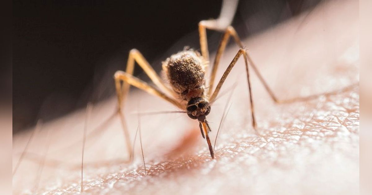 Ini Penyebab Mengapa Beberapa Orang Lebih Mudah Digigit Nyamuk Dibanding Orang Lainnya