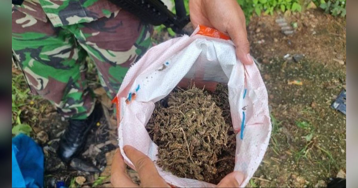 Patroli di Perlintas Ilegal, TNI Temukan 1,2 Kilogram Ganja Kering